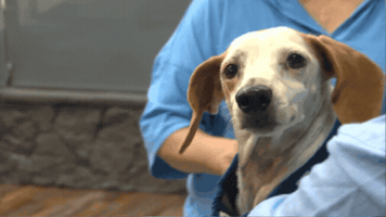Dog GIF