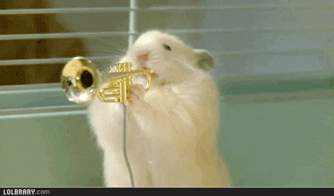 instruments hamsters GIF