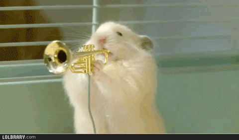 instruments hamsters GIF