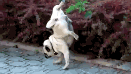 Dog Peeing GIF - Find & Share on GIPHY