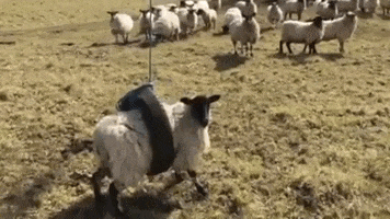 Wildlife gif. A sheep tries to run and escape the tire swing stuck around it. Its efforts result in swinging higher and higher. 