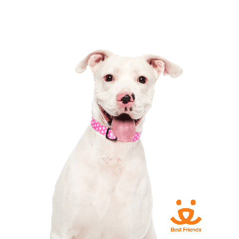 Happy Dog Sticker by Best Friends Animal Society