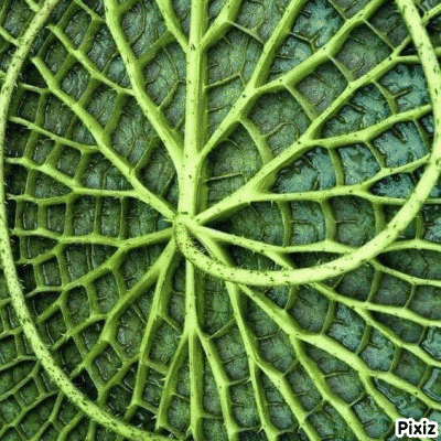 Pixiz GIF