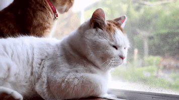 Kagoneko Noseneko GIF