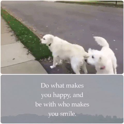 dog app GIF by The Videobook