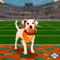 Dance Touch Down GIF by Puppy Bowl