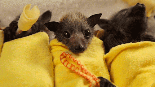 Flying Bats GIFs - Get the best GIF on GIPHY