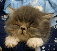 Azi e Ziua Internațională a Pisicilor Postează un GIF amuzant cu pisici