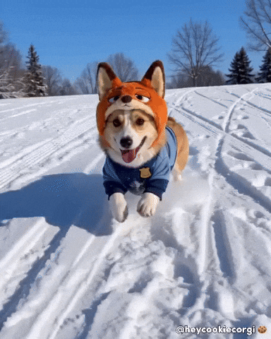 Puppy Corgi GIF