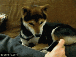 dog head GIF