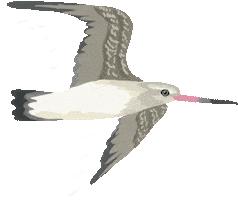 Fly Flying Bird Sticker by Melissa Boardman