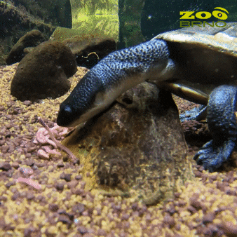 zoo_brno water eat worm turtle GIF