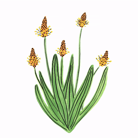 veroniquedejong illustration flowers spring plants GIF