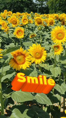 Sunshine Smile GIF by KreativCopy