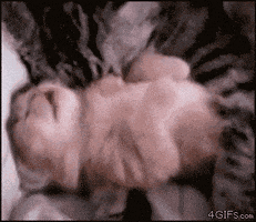 Cat Hug Gifs Get The Best Gif On Giphy