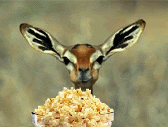 Wildlife gif. A long-eared deer chewing with its cheeks full. In front of it, a bowl of popcorn has been superimposed.