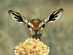 deer popcorn GIF - deer popcorn GIF