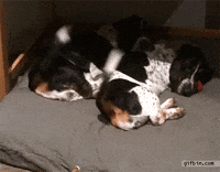dog tail wagging gif