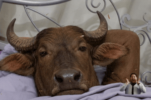 Cow Is Confusing Staring GIF