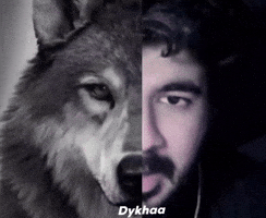 Alpha Wolf GIF
