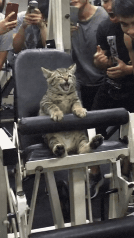 Cat Working Out GIF
