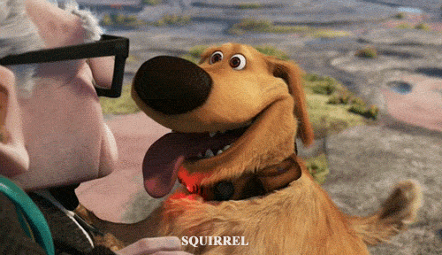 GIF of the dog from the film up distracted by a squirrel (with the overwritten text 