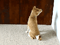 Upside Down Dog GIF - Find & Share on GIPHY