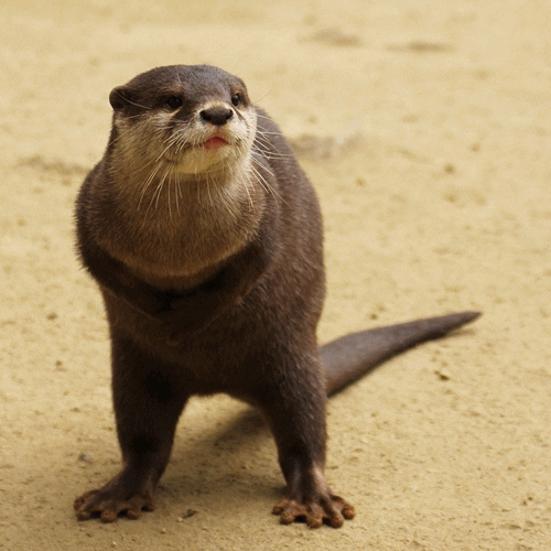 dancing otter