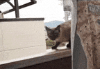 100.gif