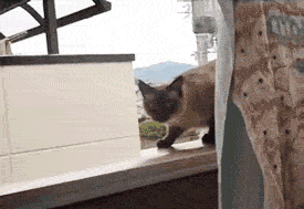 Cat Fail GIF - Find & Share on GIPHY