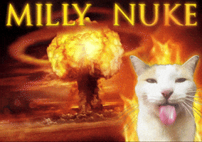 Silly Cat GIF