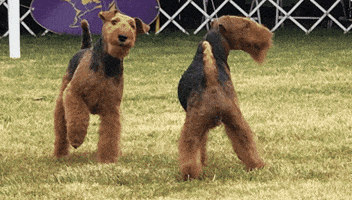 Walk Away Westminster Dog Show GIF by Westminster Kennel Club