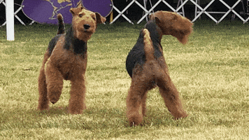 Walk Away Westminster Dog Show GIF by Westminster Kennel Club