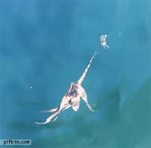Image result for octopus hunting gif