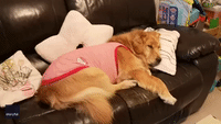 Golden Retriever Gets Tucked in for the Night by Adoring Owner