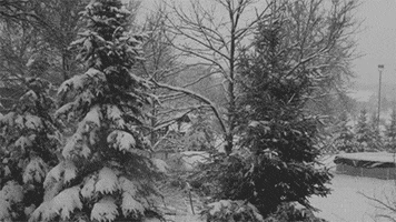 Video gif. Snow covered trees in a woodsy area. Snow blankets the ground and blows through the air.