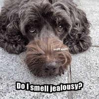 Dog Are You Jealous GIF