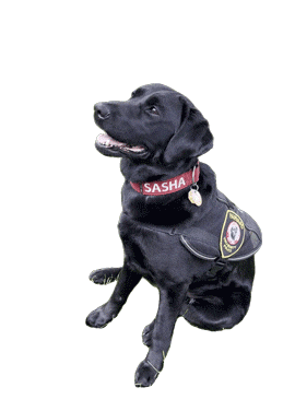 Sasha GIF by Harvard Alumni Association
