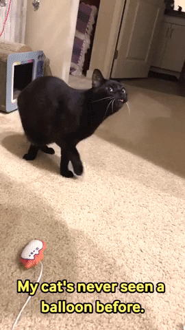 Scared Scaredy Cat GIF by Storyful
