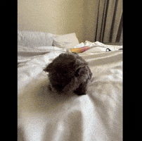 Alba GIF