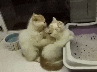 giphy.gif?cid=4bf119fc5ce43eef59636a2f41271d76&rid=giphy.gif