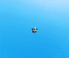 Cow Skydiving GIF by Pablo Lopez