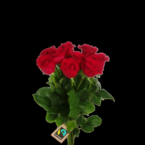 Fairtrademaerketdanmark rose roses fairtrade fairtradedenmark GIF