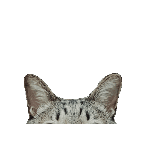 Kycalone Sticker