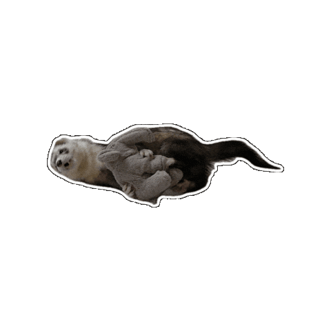 Otter Sticker