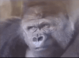 Face What GIF