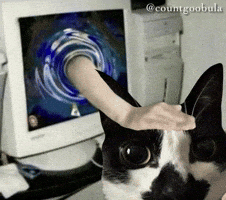 Funny Cat GIF