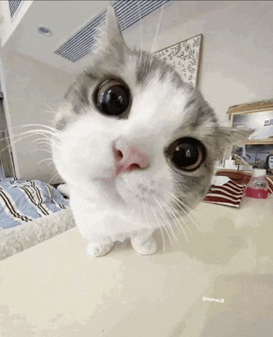 Cat GIF