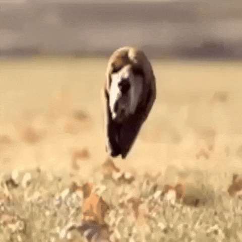 Dog Running GIF
