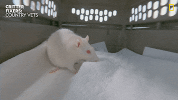 National Geographic Vet GIF by Nat Geo Wild